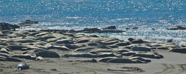 juvenile male elephant seals